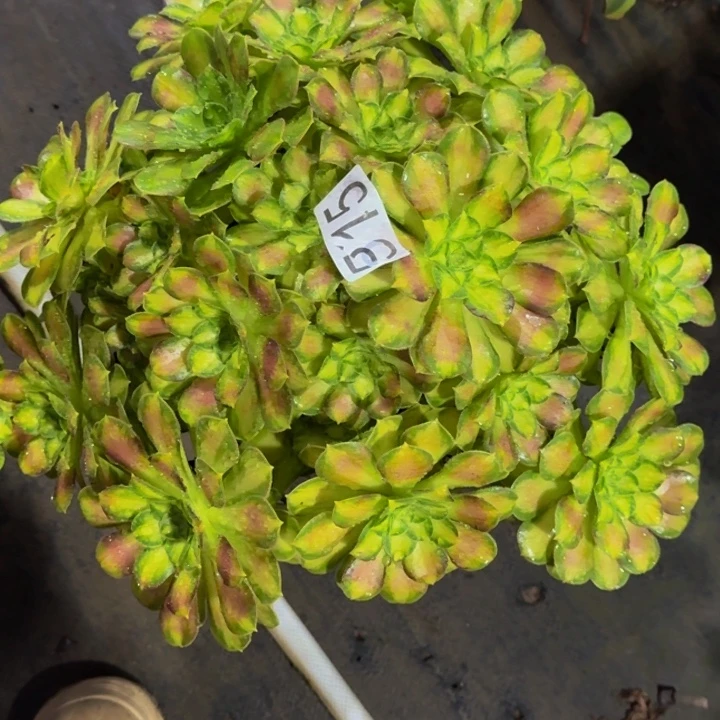 00000000000515韶华