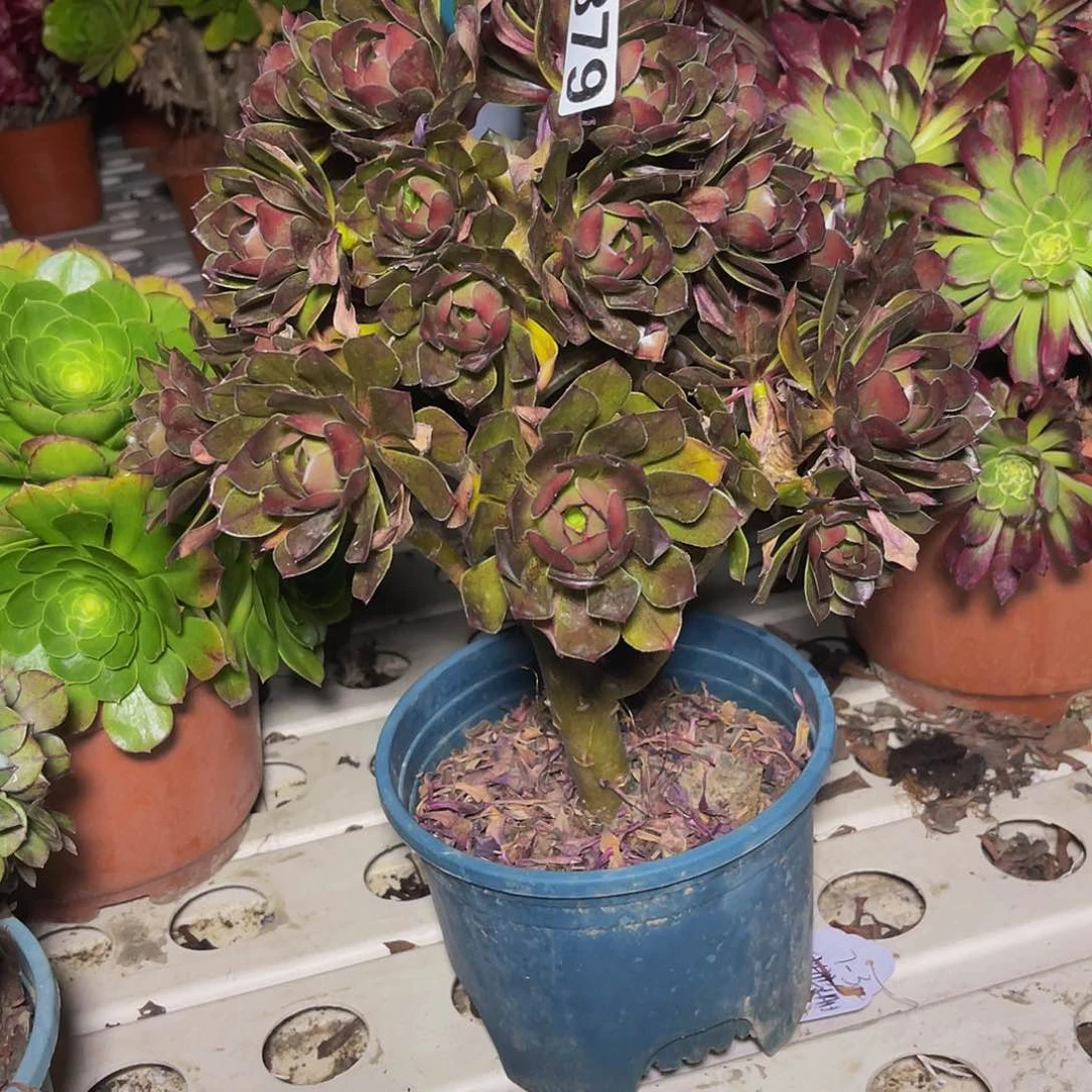 法师法师7-34包邮法师