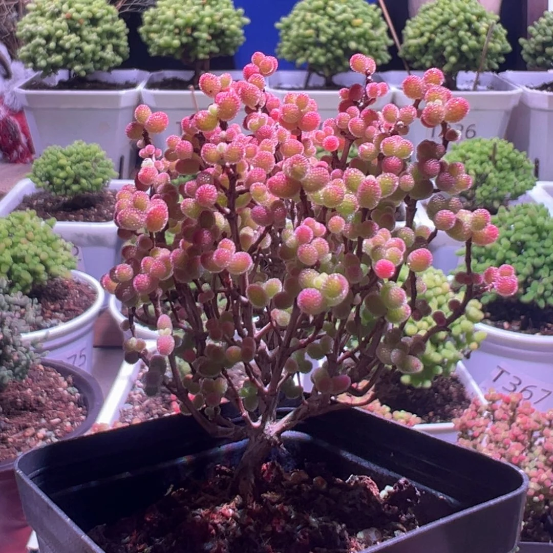 378蜜橘带盆土发货一物一拍