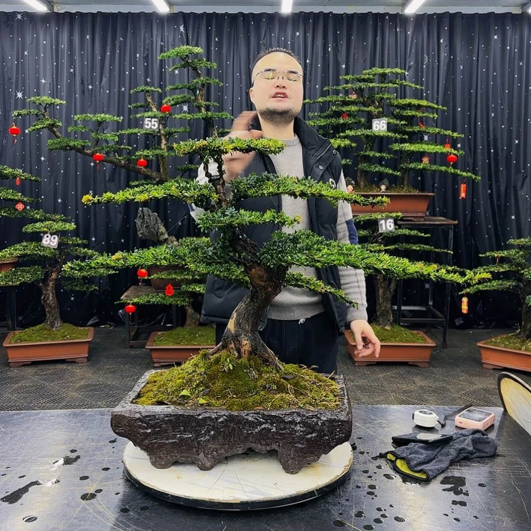 松树柏树造型盆景