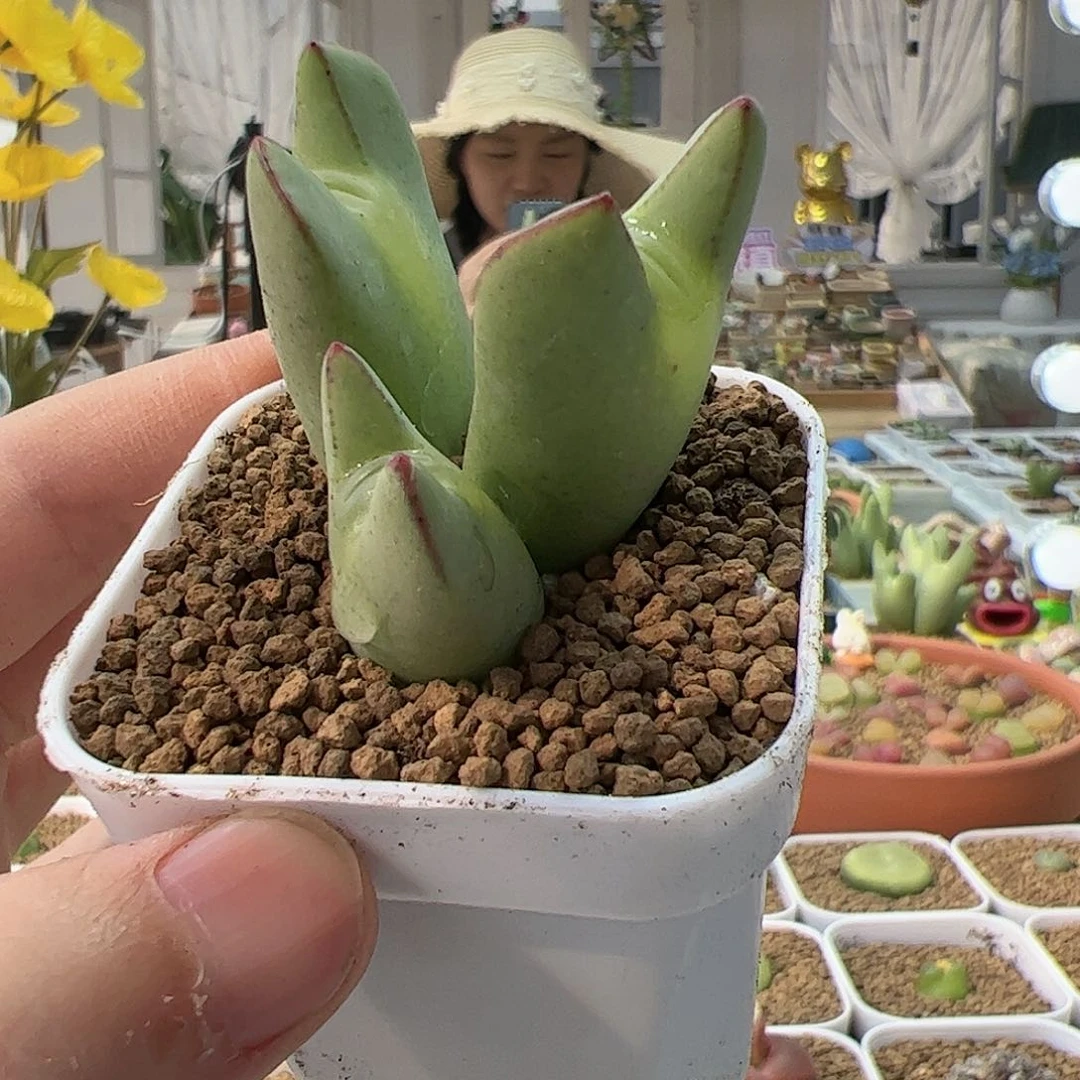 【闪购商品】37 嘟嘴少将