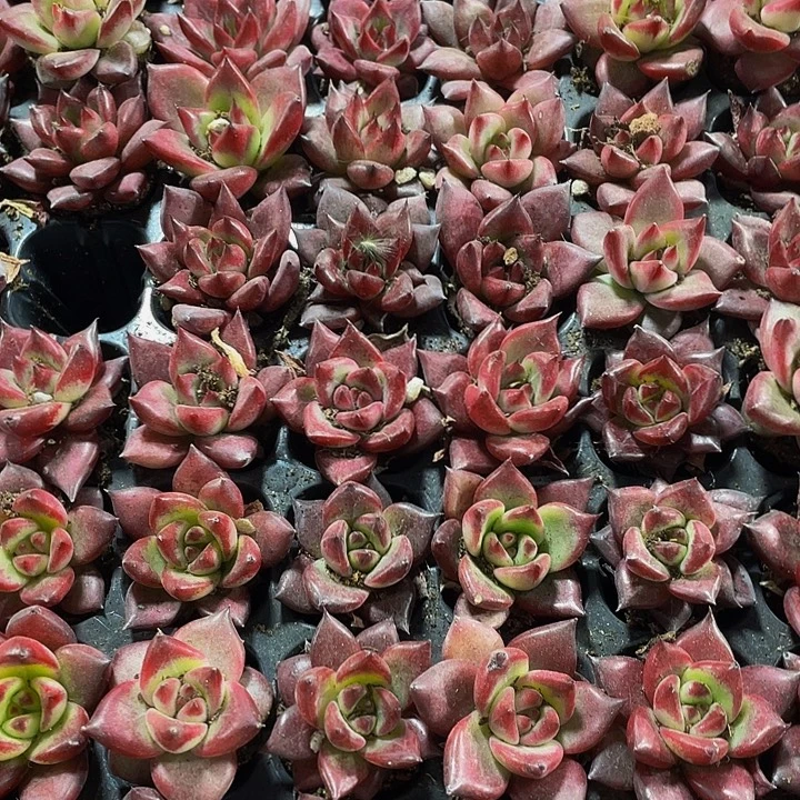 小洛卡1元带土发货