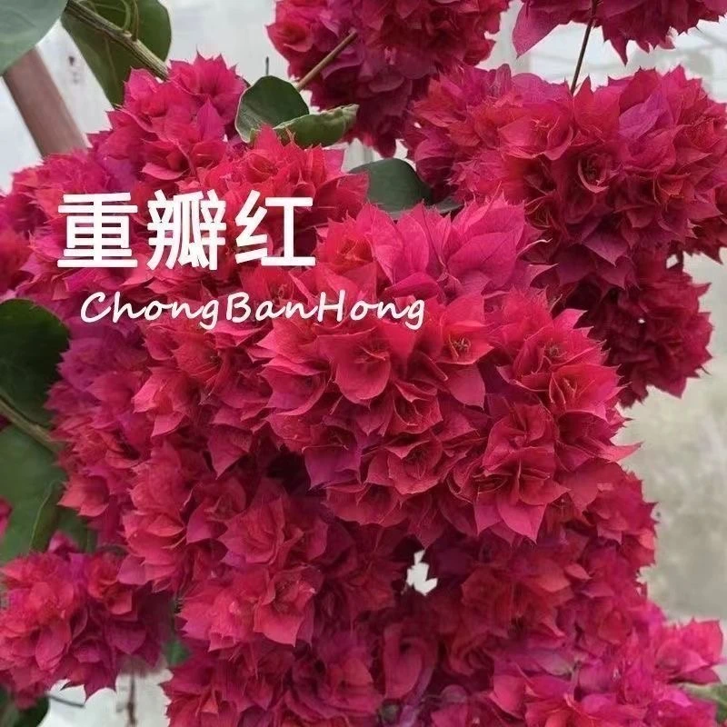 【重瓣红】三角梅大苗好养易开花适合室内外种植的花卉