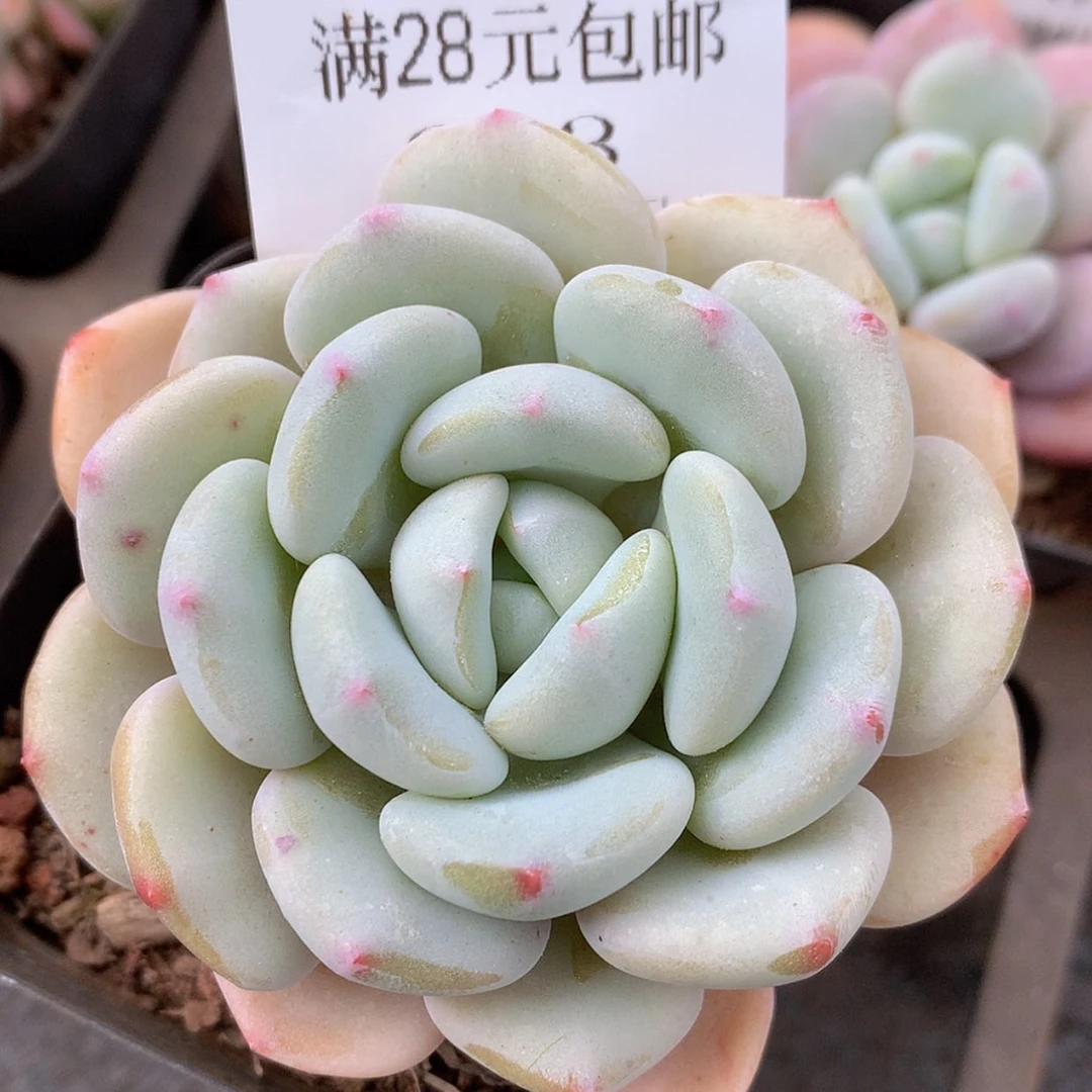 【闪购商品】云643号