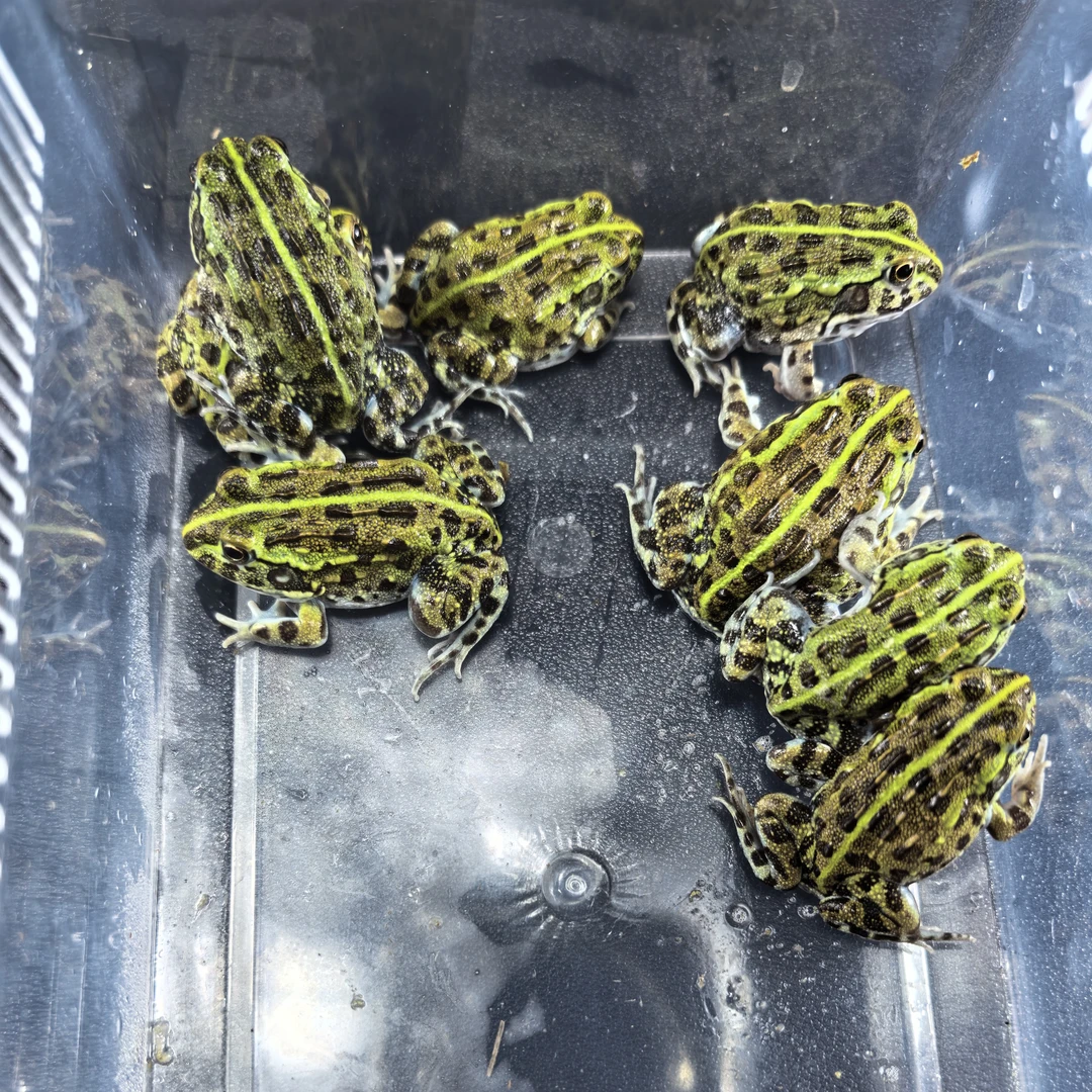 角蛙活物活体小宠物两栖爬宠