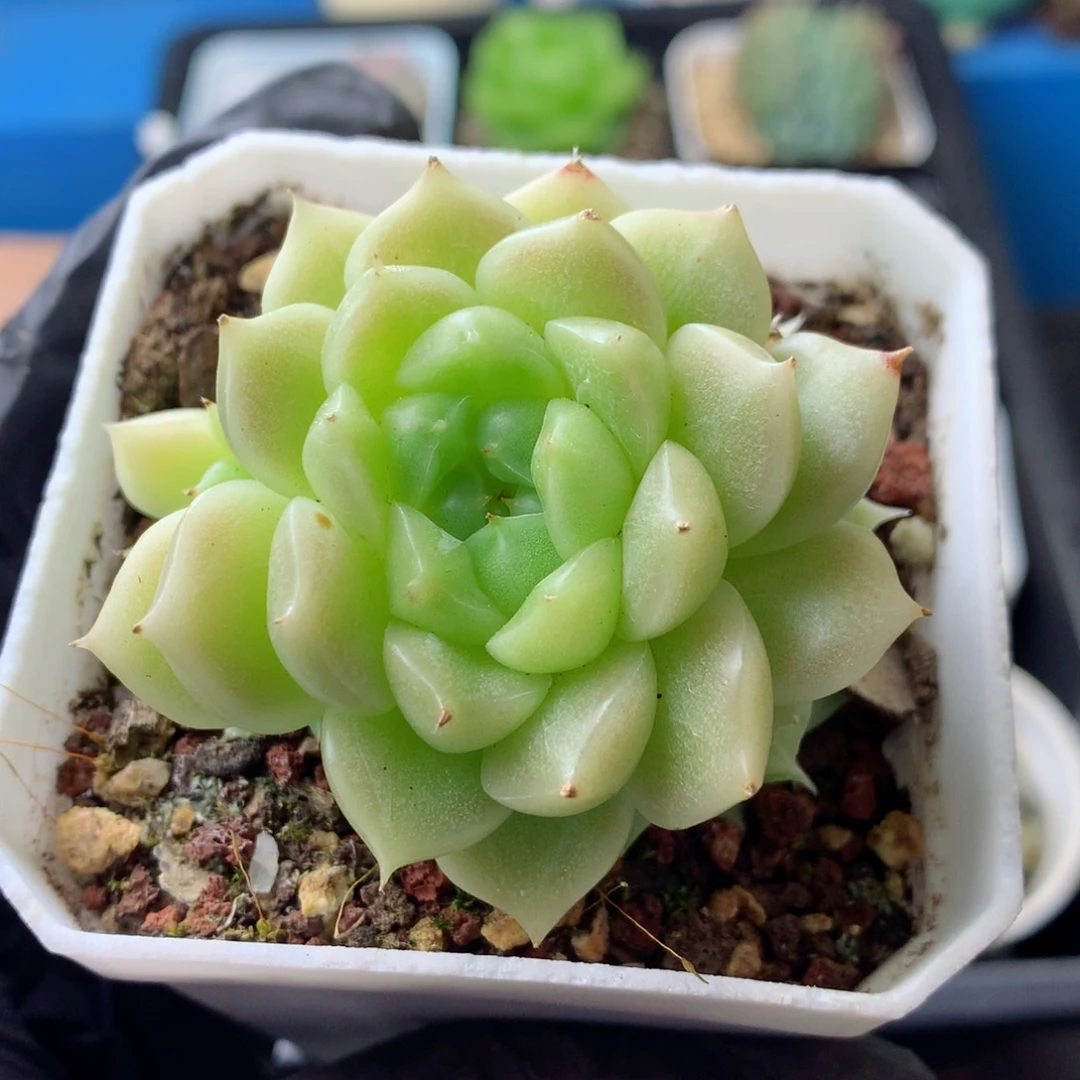 58包邮  群生不包整 193