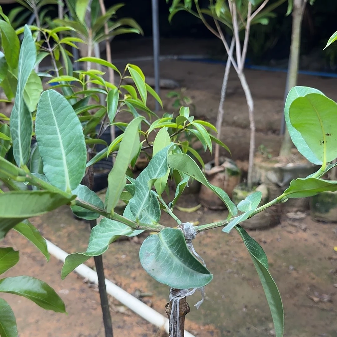 虎***弟当前无花栽培后可以开花非洲