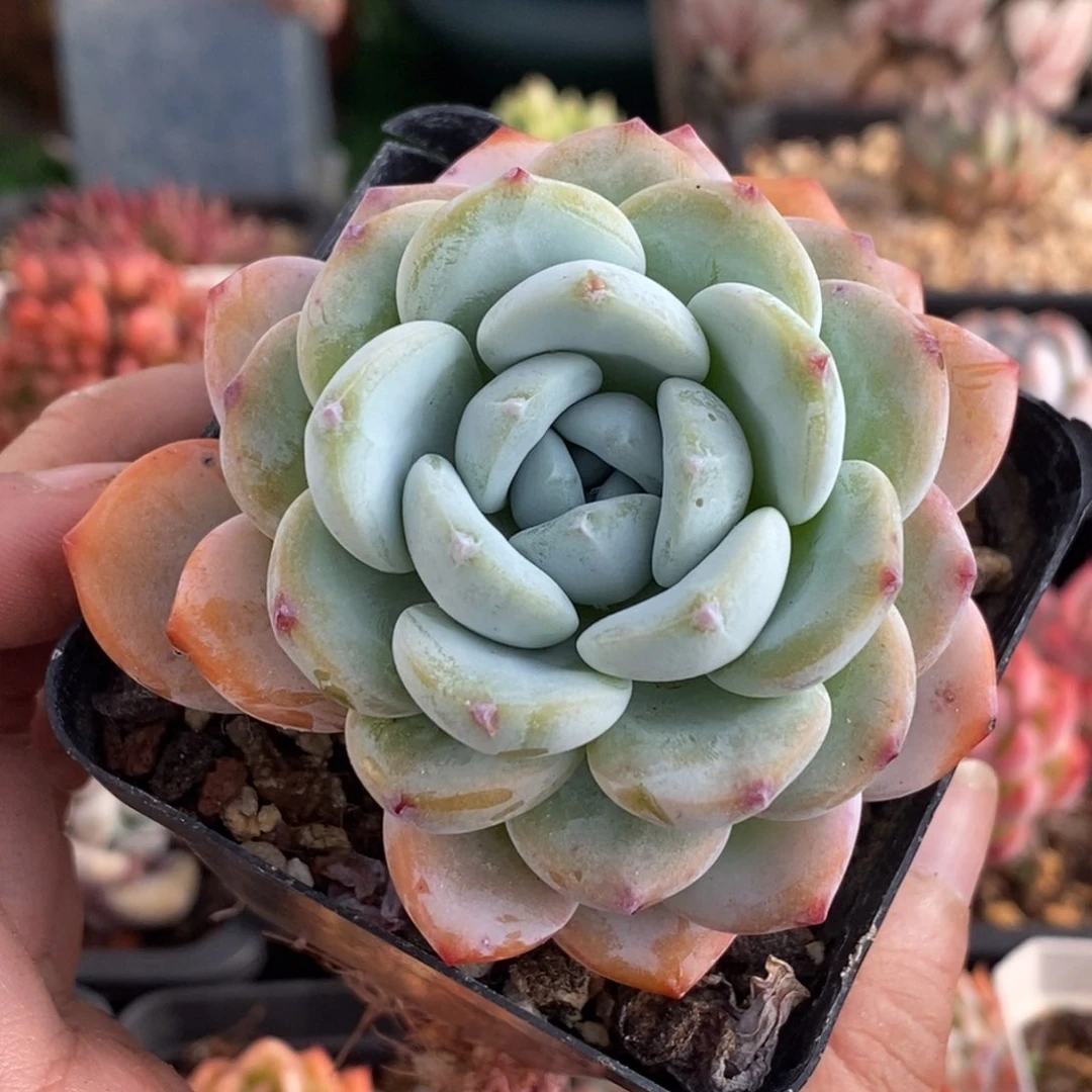 冷香单头控养一物一拍