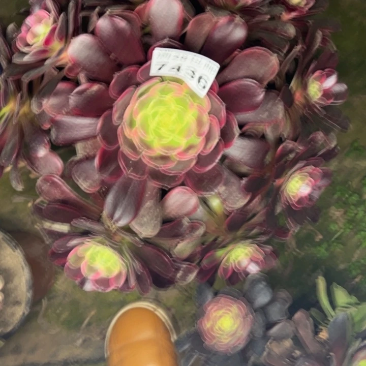7436金丝雀多肉植物