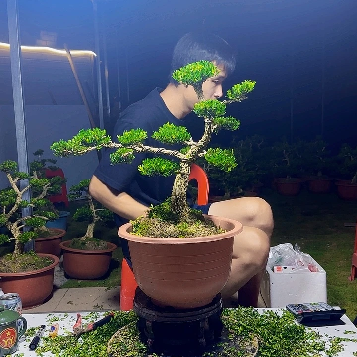 无花朵广东邹皮雀舌黄杨