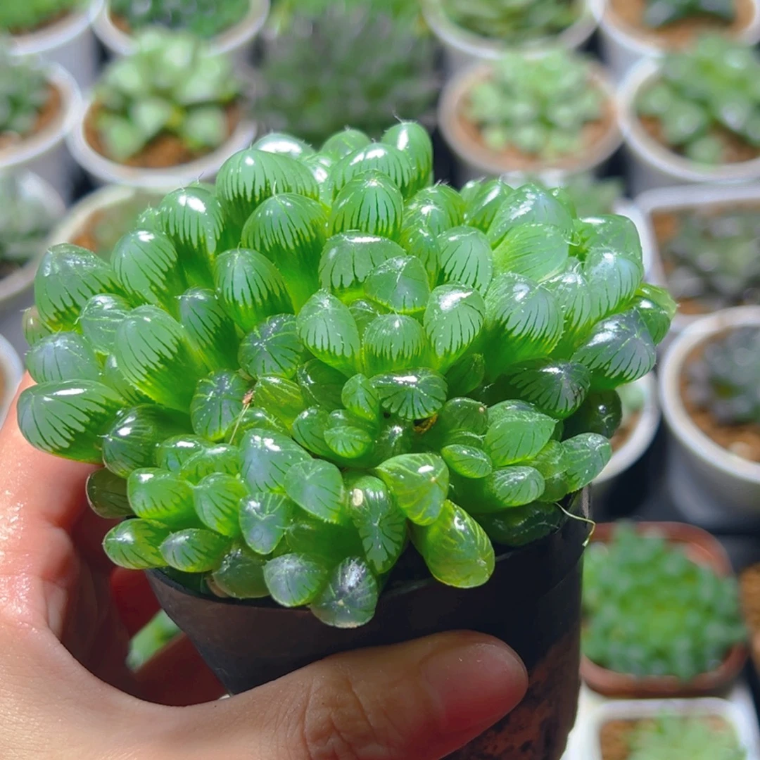 绿泡泡群多肉多肉1