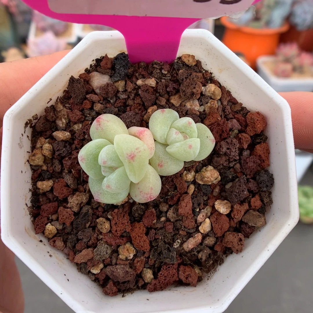 93双头冰玉多肉植物