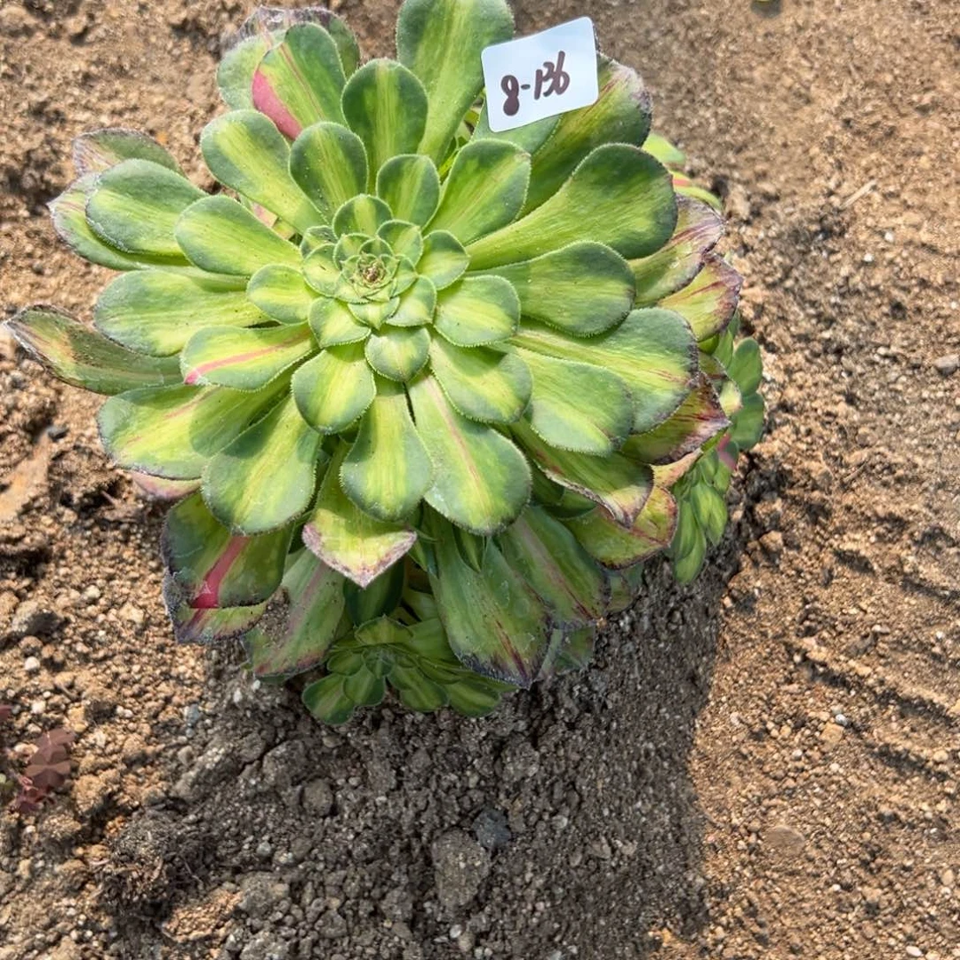 136知否多肉多肉多肉多肉