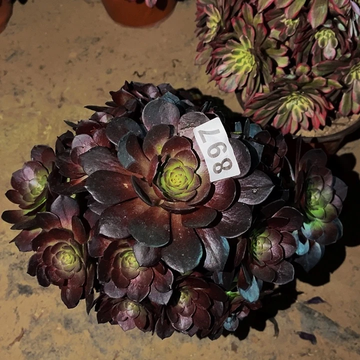 897黑骑士多肉植物处理不售后