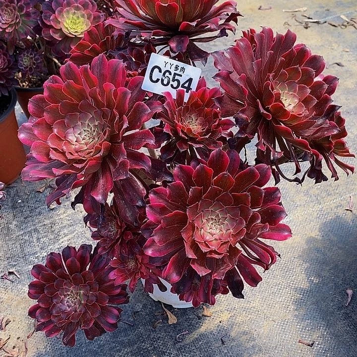 诗****多肉法师雪姬654