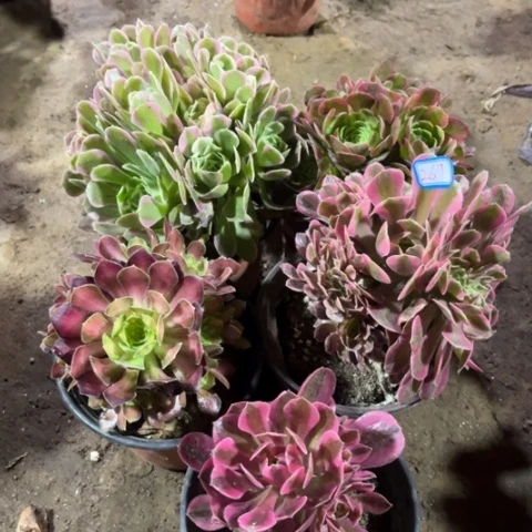 267多肉植物组合