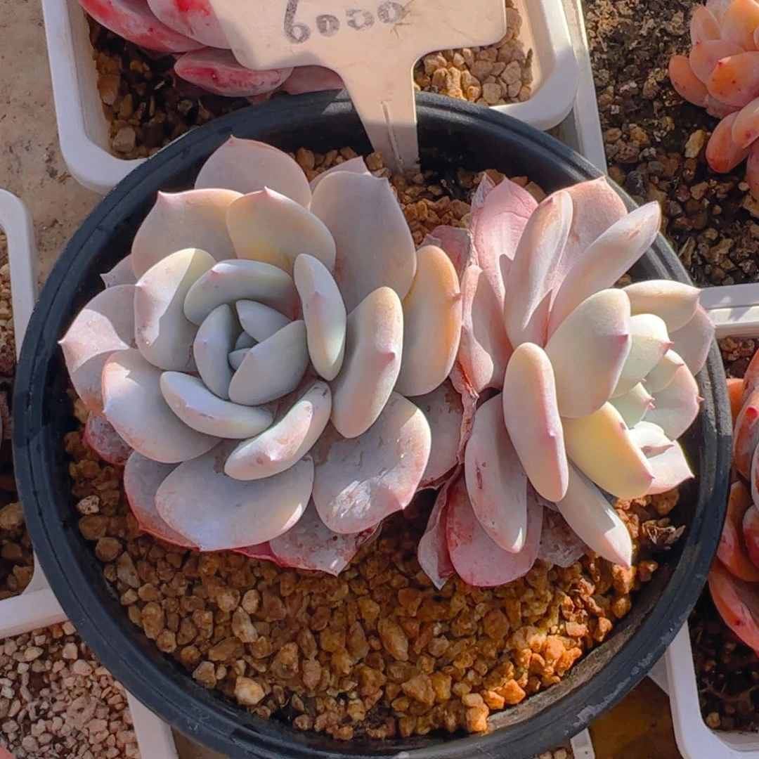 呀*双头奶茶6000号一物一拍