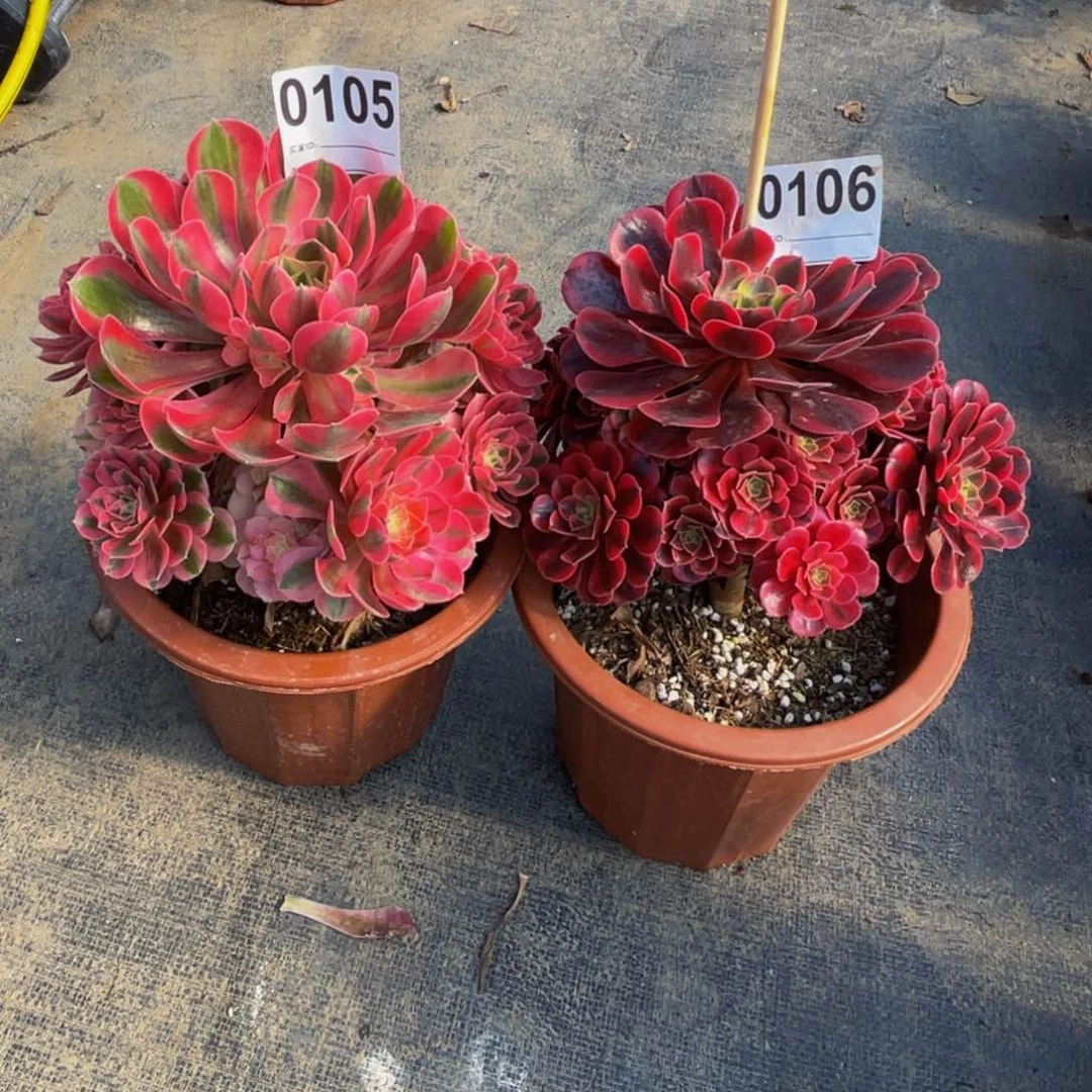 无花朵✿****美杜莎0106女巫0105