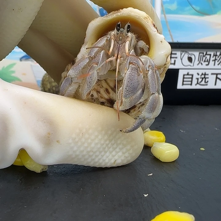 A11紫灰色 西沙2.0cm口径