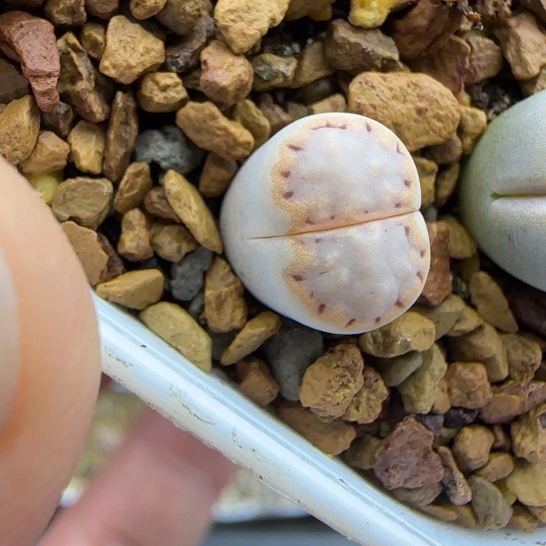 小个子粗金边饼干30包邮