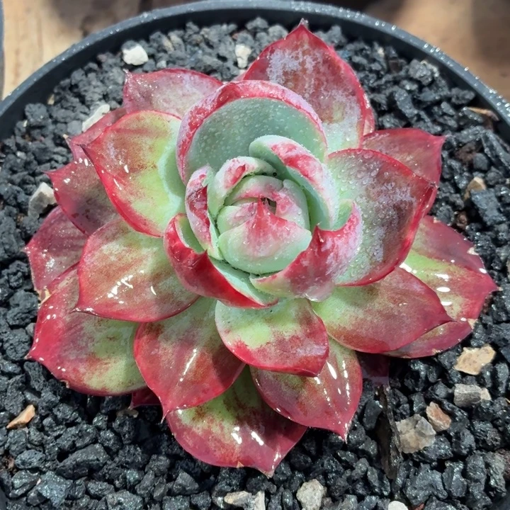 多肉植物惊鸿仙子