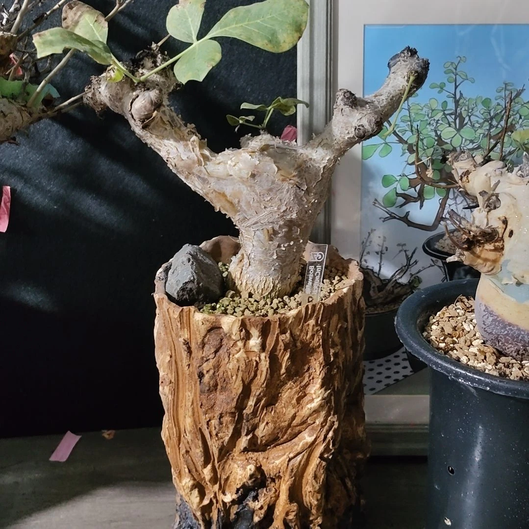 索马里圆叶橄榄熟桩