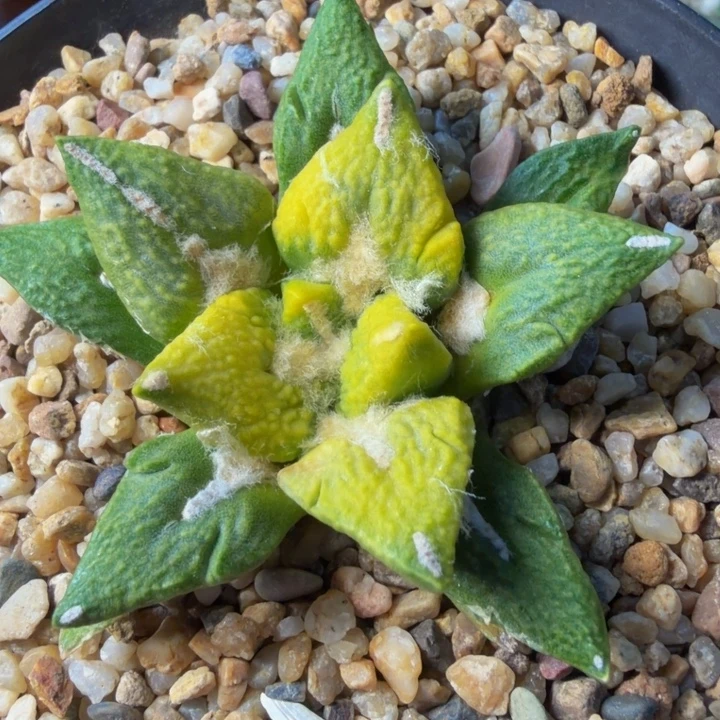 叶子锦宽黑牡丹黄