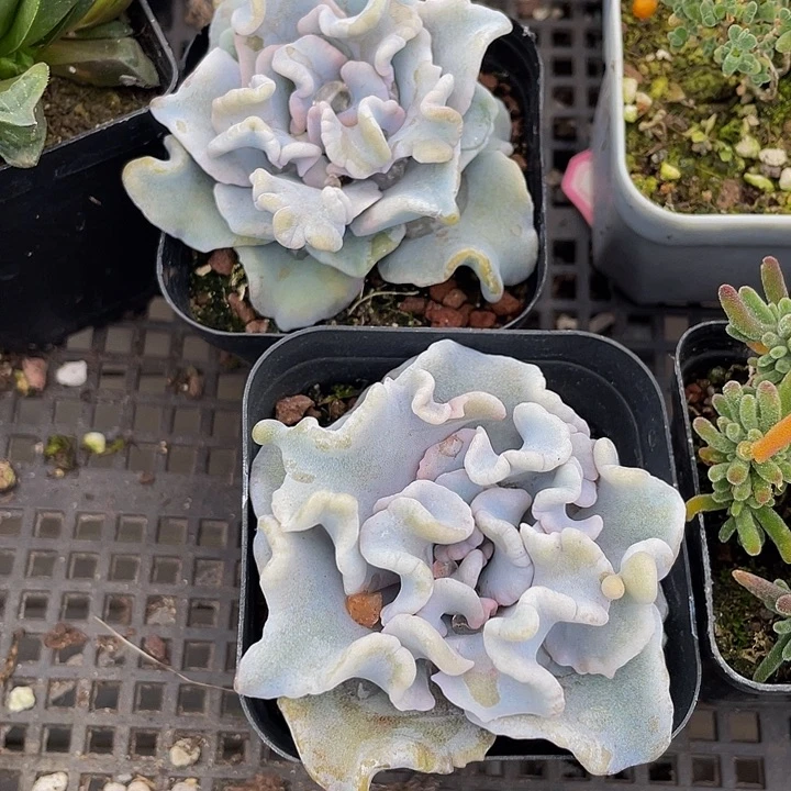 白饺子带盆土发货