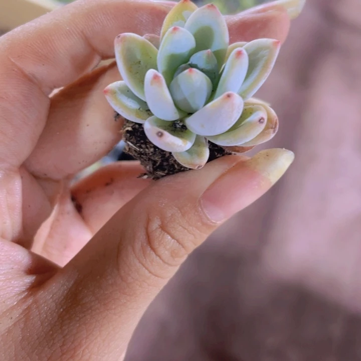 105精品星星雪2颗一组