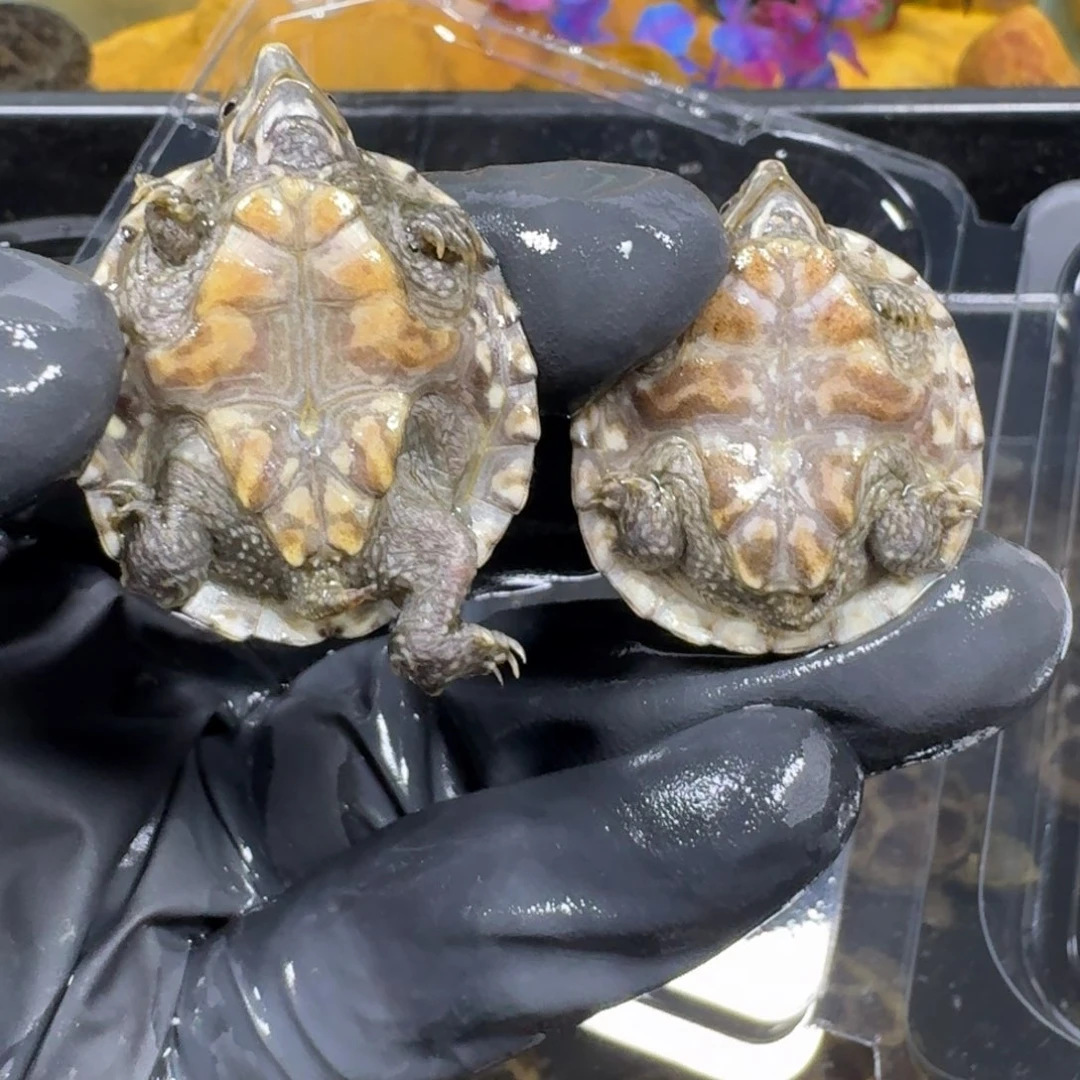 蛋龟不分公母麝香