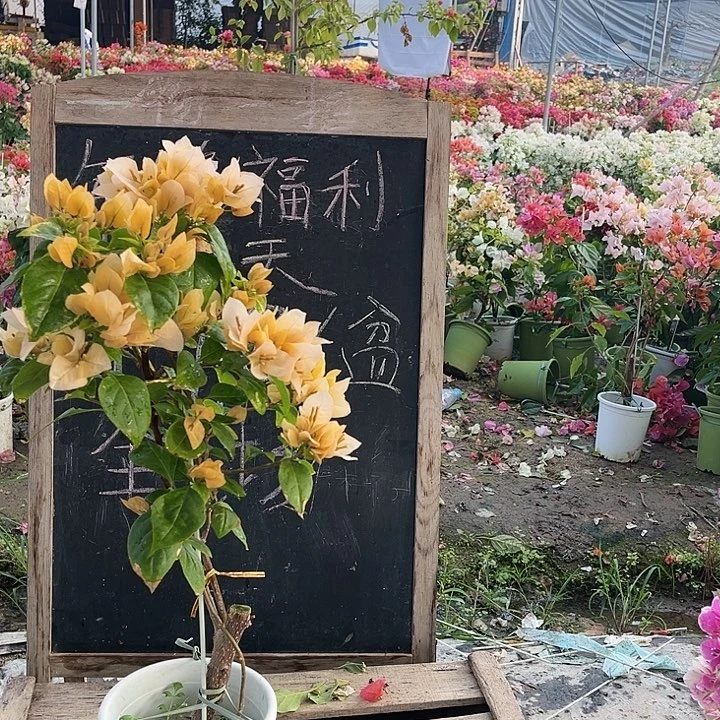 完全开放三角梅苏瓦那