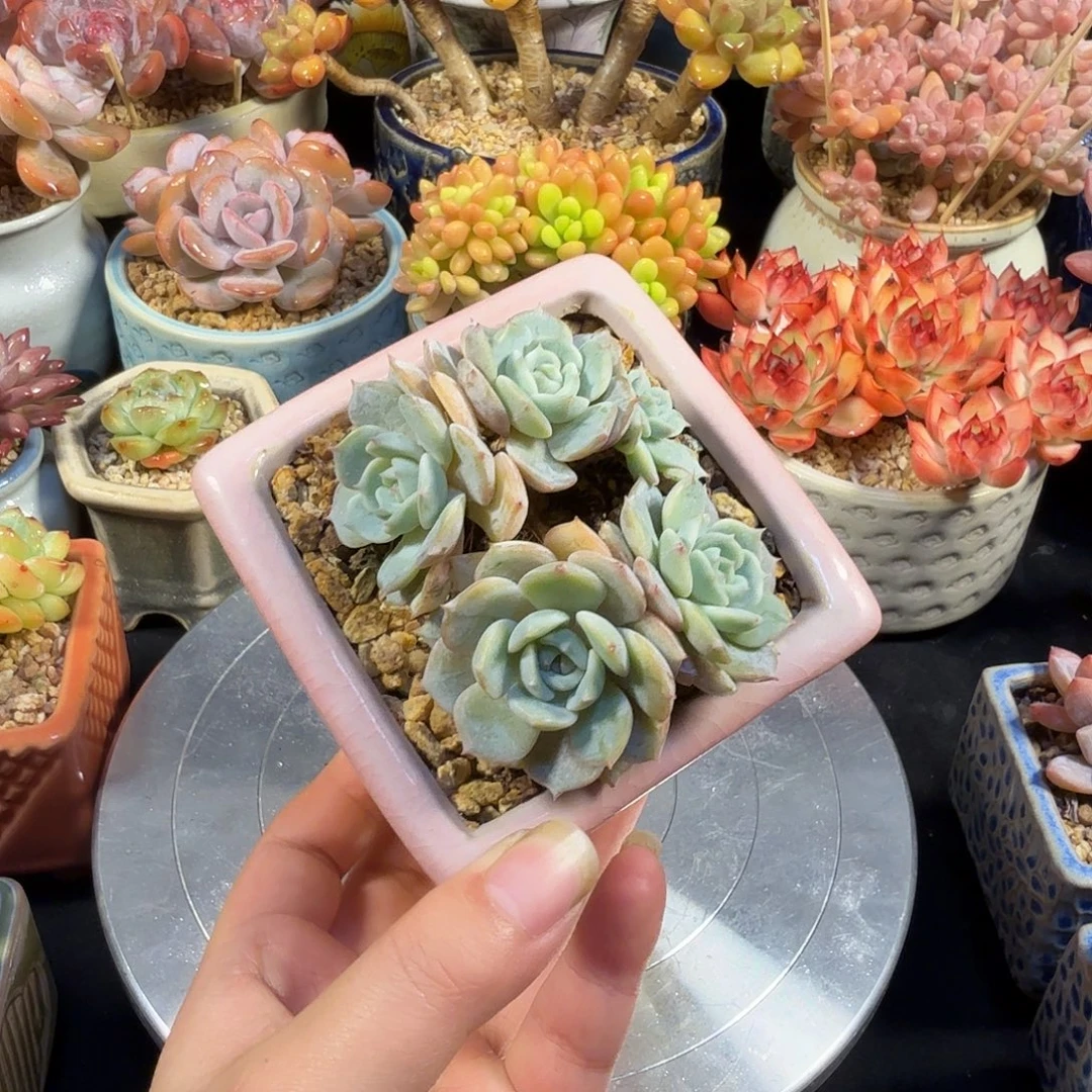劳林7cm 带盆土发货满35包邮