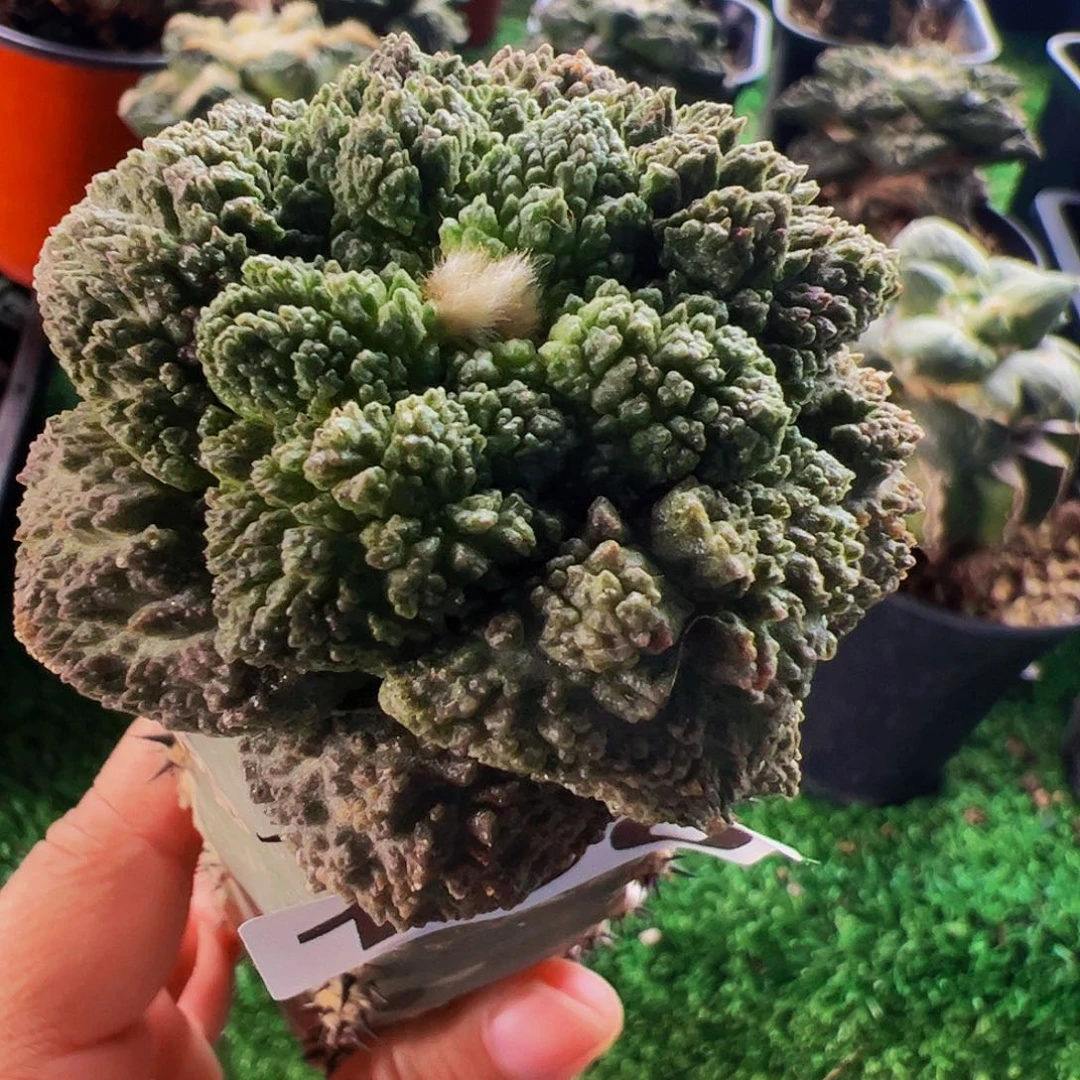 无花朵菜花牡丹190
