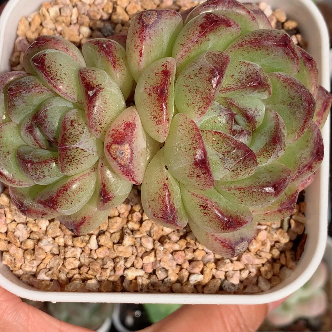 132黑菩提58包邮  群生不包整