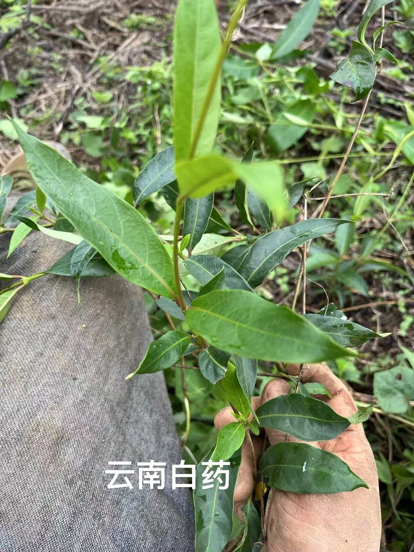 云南新鲜草药藤纯野