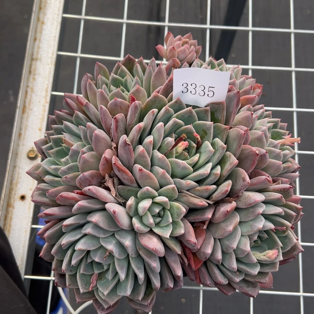 春***香3335多肉多多多多多