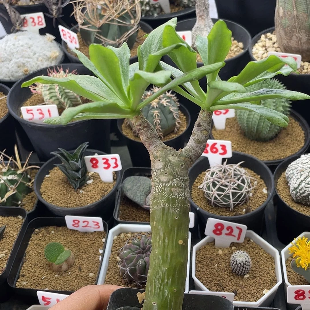 老桩阿房宫奇峰锦属
