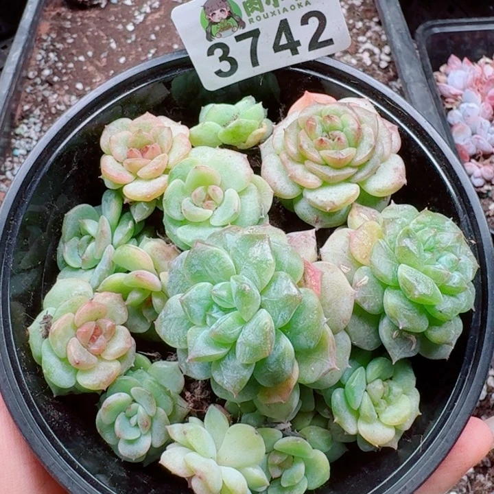多肉植物多肉植物