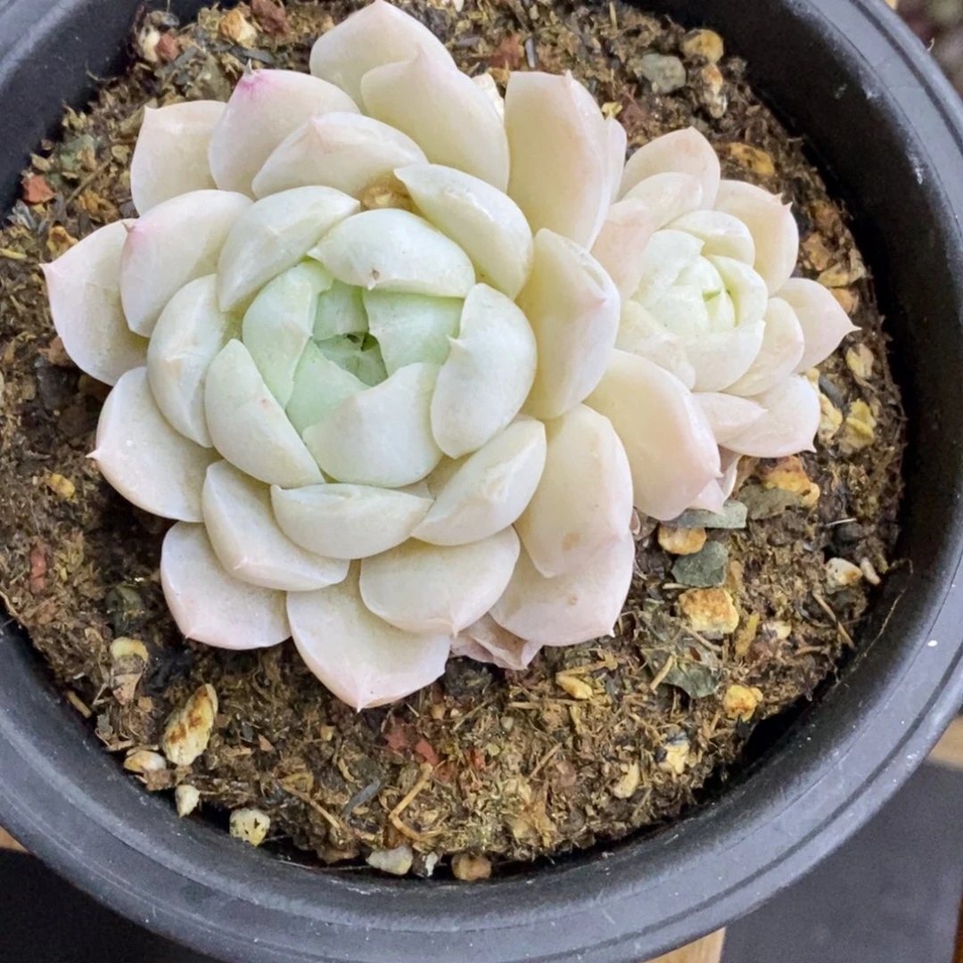 精品多肉一物一拍不包整419