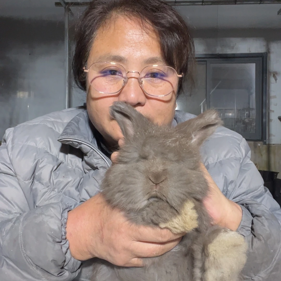 双血统英系安拉兔子