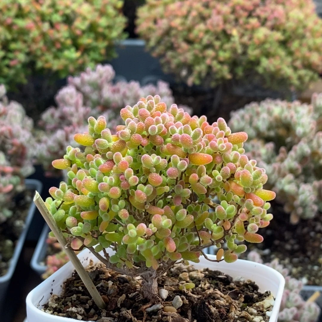 蜜橘糖球3354枝干番杏