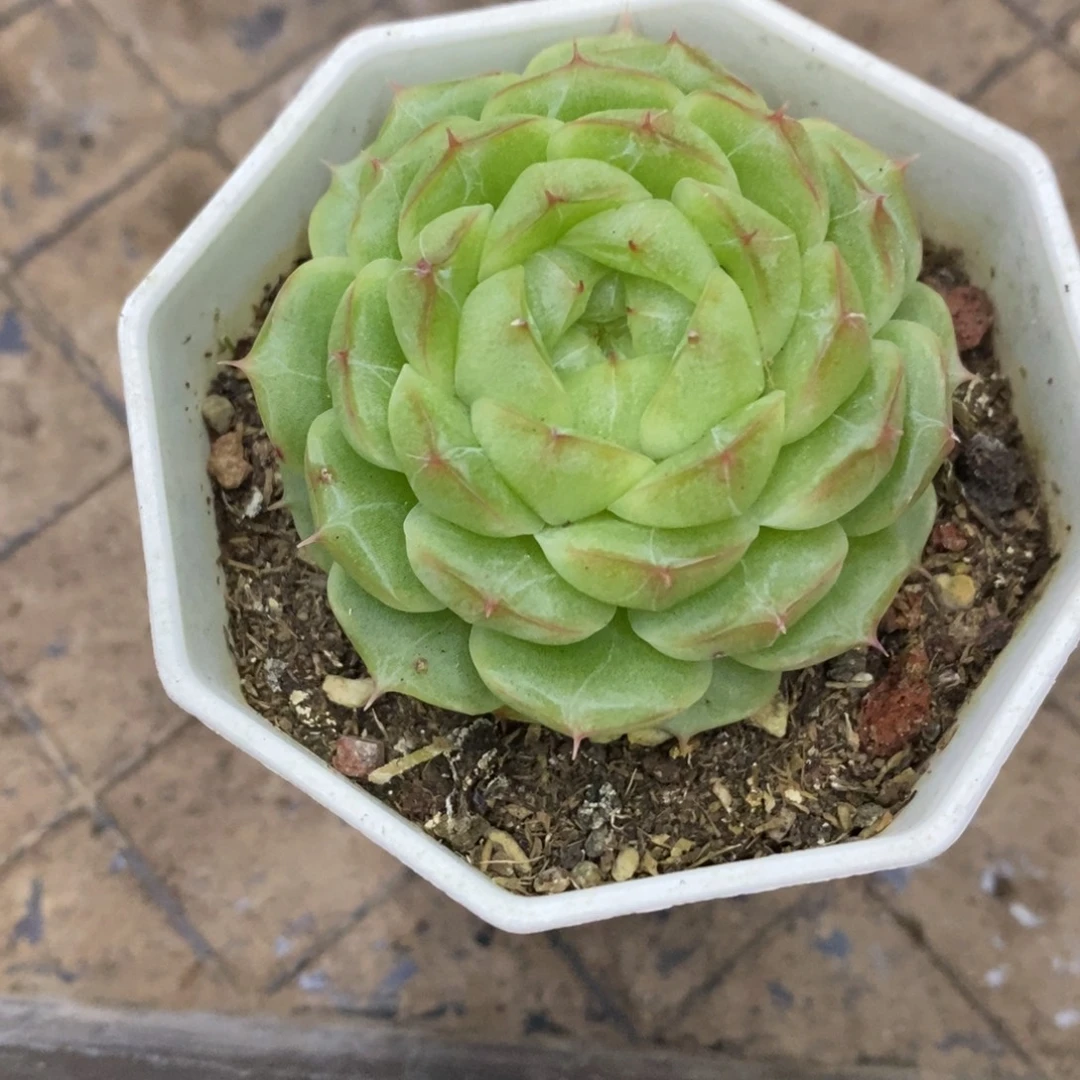 精品多肉一物一拍不包整403