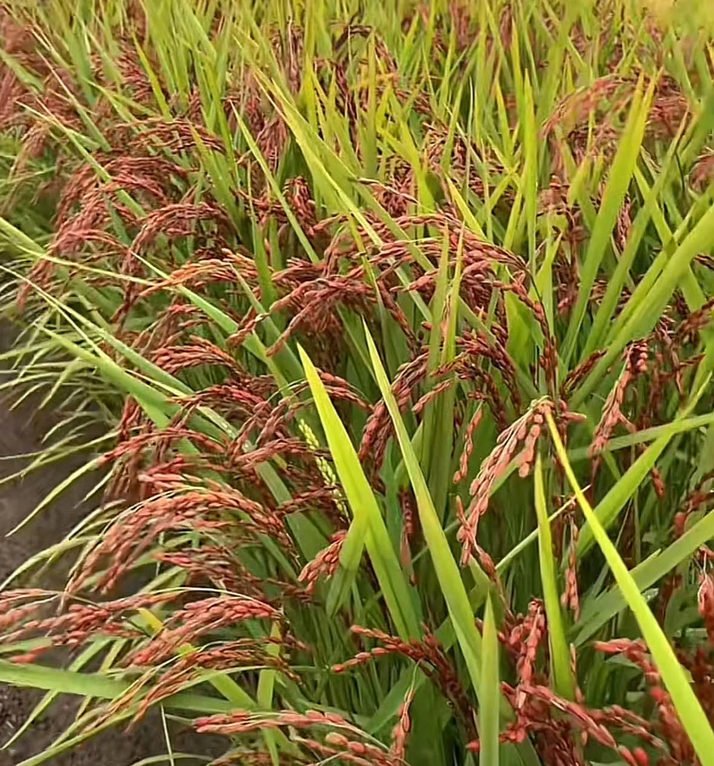 【小舒收山货】云南高原土特产 红米