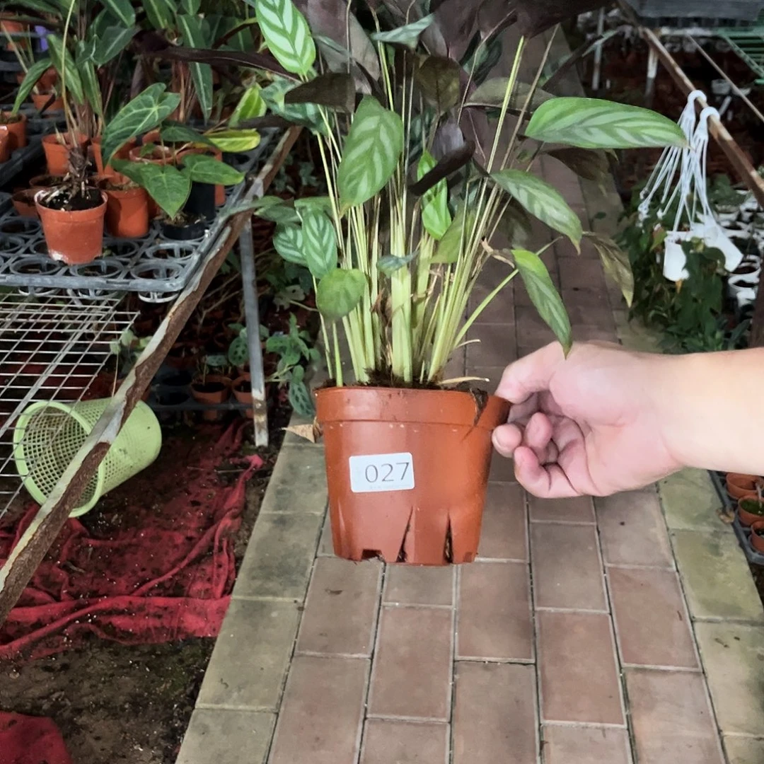 完全开放027超级飞羽