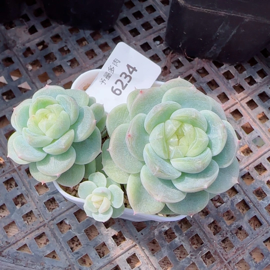 财富密码200，6234多肉植物