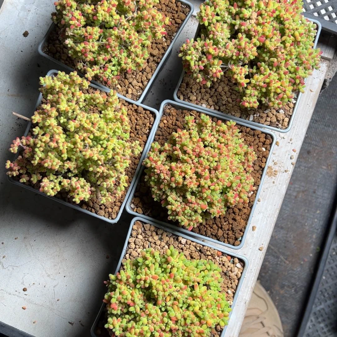 蜜橘老桩120杯精品