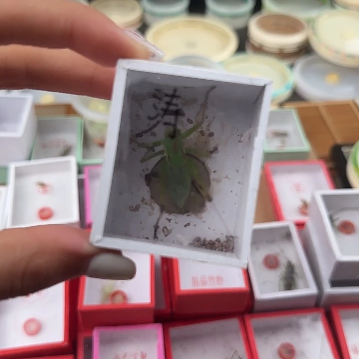 涛***旧涛扎嘴一只———包邮