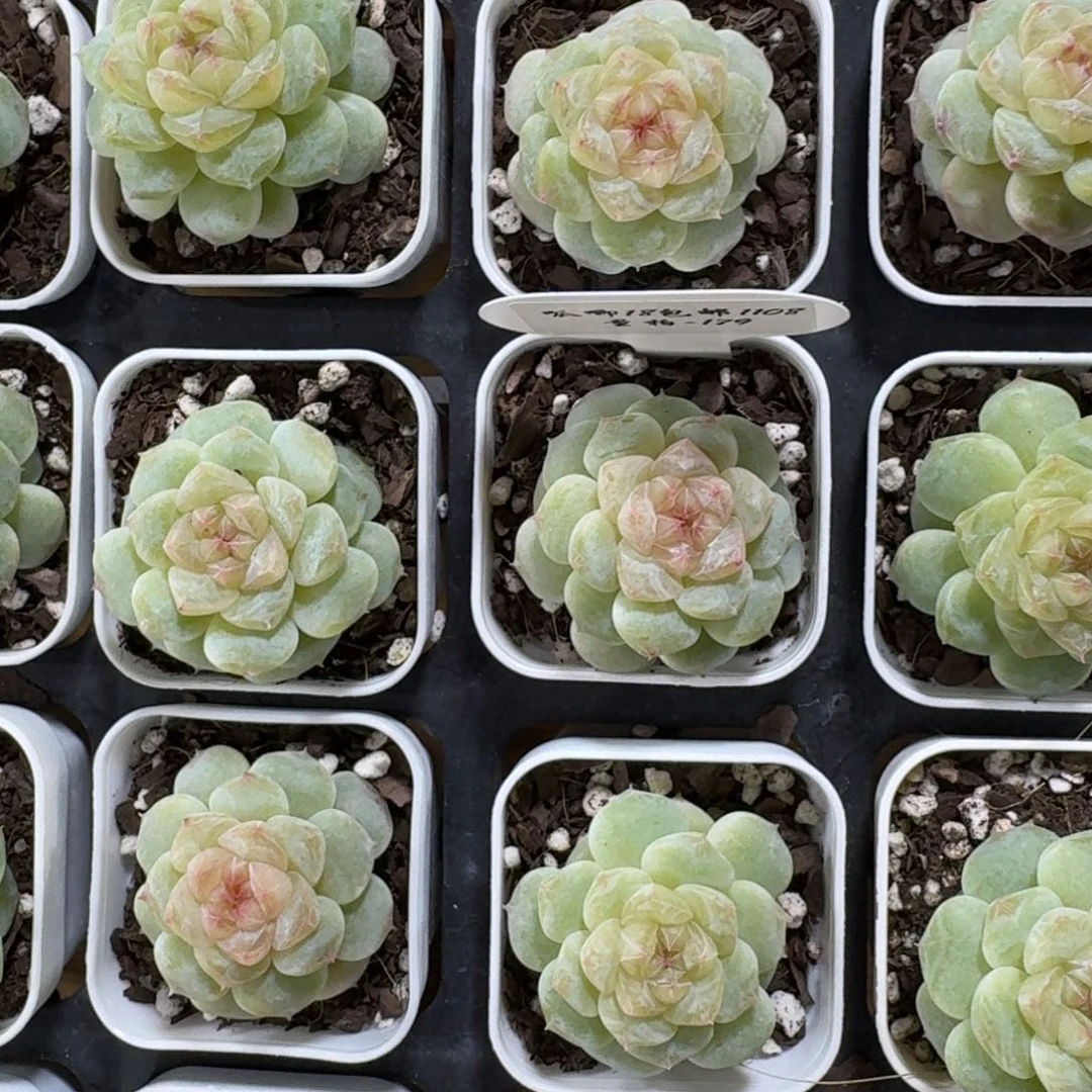 1108-179-白钻一颗量拍