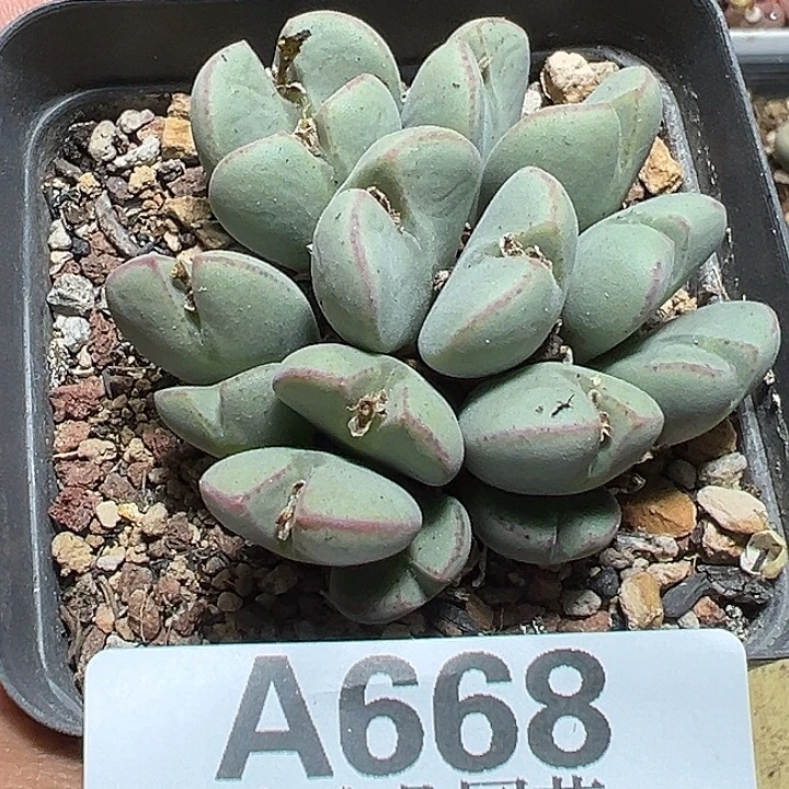 668号福利少将xyxyxyxyxyxy