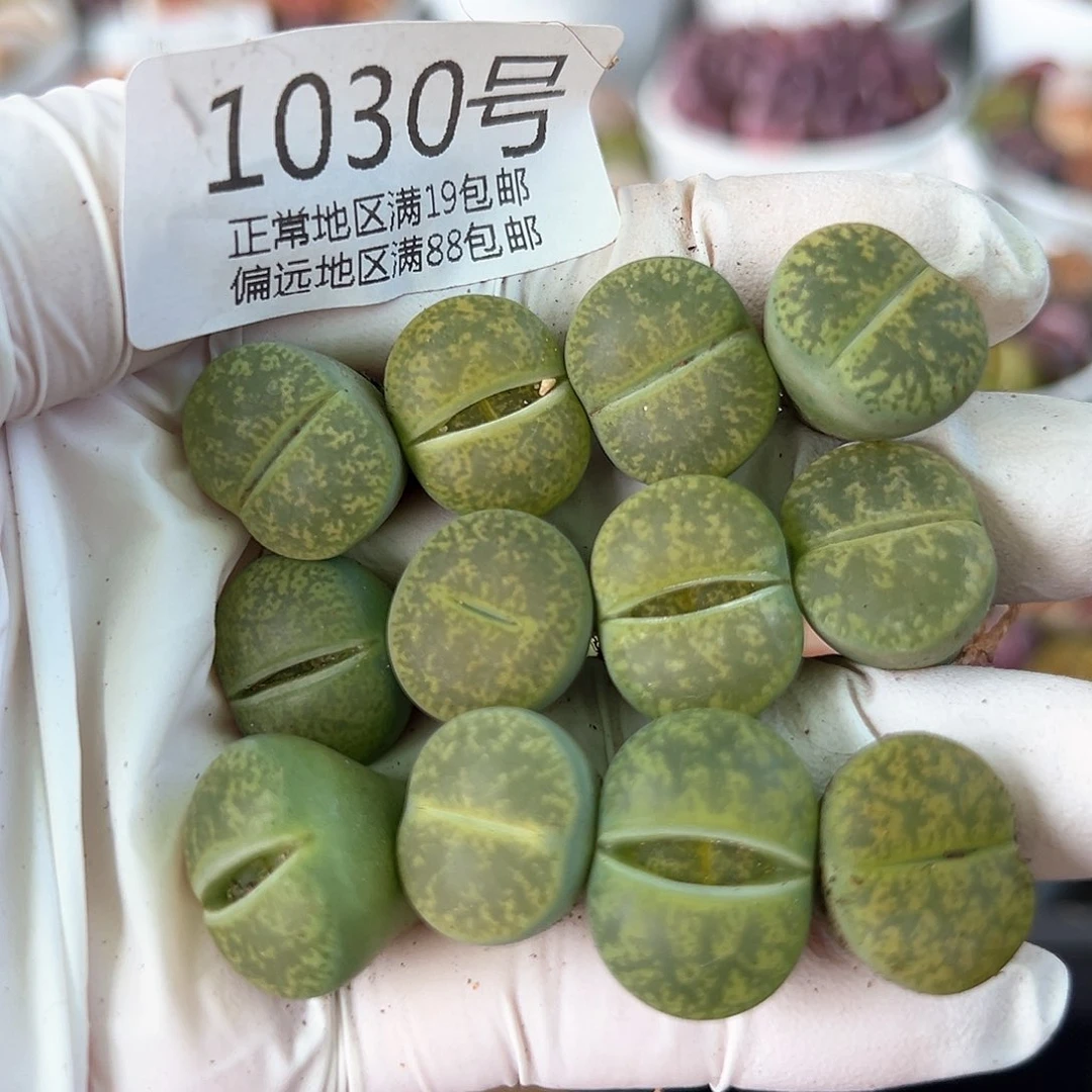 好养易活生石花大母本1030福利